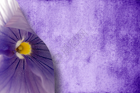 激情紫色背景图片