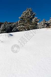 冬季风雪雨雪树季节性复制空间图片