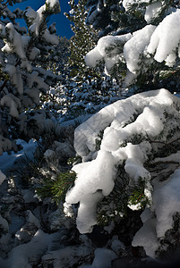 冷冻的树雪 严冬寒冷季节关闭图片