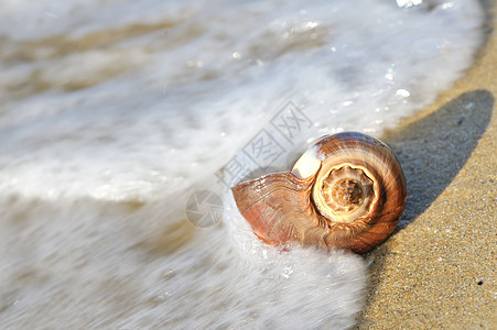 沙滩上有海浪的贝壳图片
