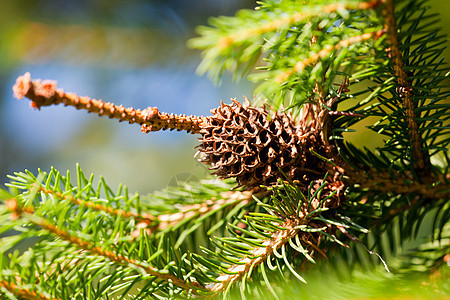 斯普鲁ce 森林 树 蓝色的 圣诞节 松树图片
