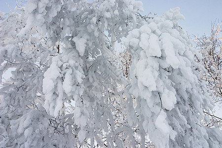 关闭被雪覆盖的树枝的树枝图片