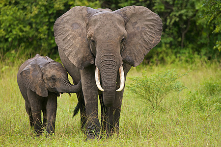 非洲大象母亲和婴儿图片