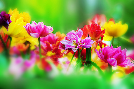 春天花园的花朵多彩图片