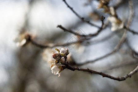 杏仁树 坚果 芽 季节 西西里 盛开 花园 花瓣图片