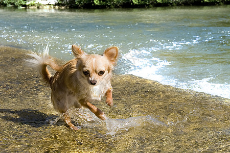 河里的小小狗吉娃娃 伴侣 游泳 美丽的 水 衣领图片