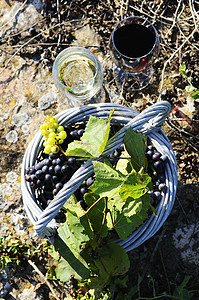 葡萄和葡萄酿 勃艮第 植物 饮料 葡萄藤 篮子 酒精图片
