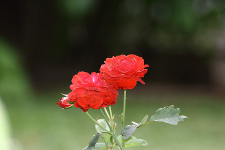 红玫瑰 花园 叶子 红色的 植物群 周年纪念日 假期 墙纸图片