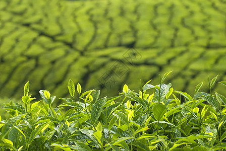 茶叶种植 叶子 放松 高视角 金马伦高原 食物 爬坡道 风景 茶厂图片