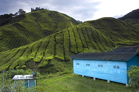 茶 马来西亚 茶园 绿色的 财产 茶叶 新鲜的 种植园 叶子图片