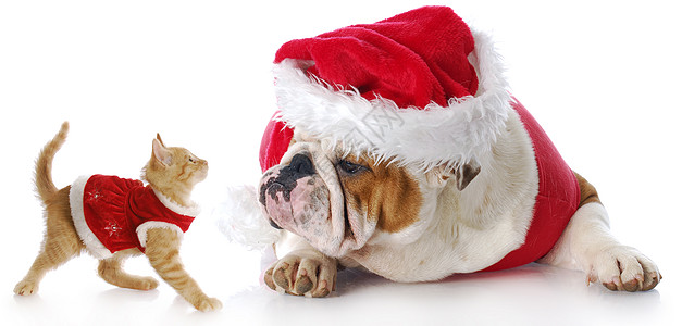 圣诞猫和狗图片