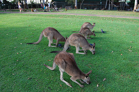 动物园中的袋鼠 哺乳动物 布里斯班 澳大利亚 假期 公园 草图片