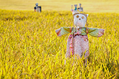 稻田的稻草人 猫 韩服 温暖的 韩国人 场地 中秋节背景图片