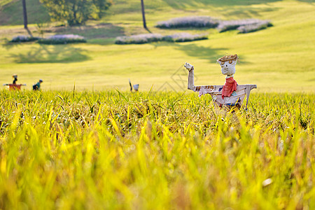 稻田的稻草人 装饰的 秋天 国家的 艺术的 农业 感恩 九月图片