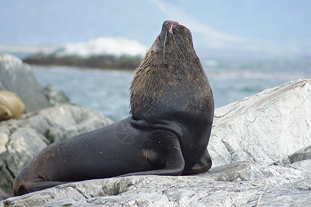 阿根廷比格尔海峡海狮聚居地 乌斯怀亚 自然图片