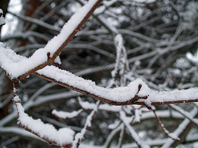 雪落后树上的雪覆盖的枝纹 自然 一月 冷杉图片