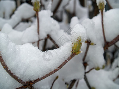 雪落后树上的雪覆盖的枝纹 松树 霜 坠落 假期图片