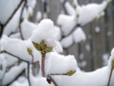 雪落后树上的雪覆盖的枝纹 季节 气候 冰 霜图片