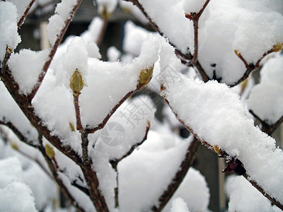 雪落后树上的雪覆盖的枝纹 气候 植物群 圣诞节 传统图片