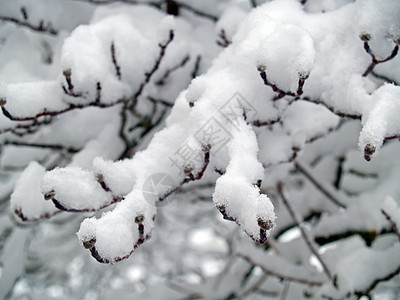 雪落后树上的雪覆盖的枝纹 植物群 天气 寒冷的图片