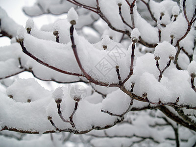 雪落后树上的雪覆盖的枝纹 森林 树叶 十二月 季节图片