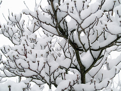 雪落后树上的雪覆盖的枝纹 公园 树木 季节 降雪图片