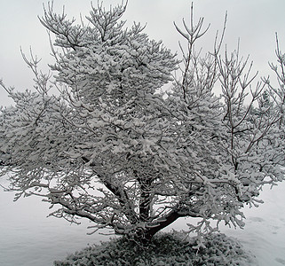 雪落后树上的雪覆盖的枝纹 荒野 假期 十二月 冬天图片