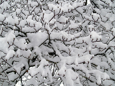雪落后树上的雪覆盖的枝纹 霜 松树 农场图片