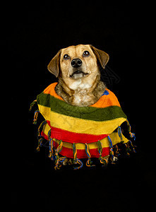 墨西哥狗 腰带 斗牛犬 胡子 宠物 有趣的 万圣节 动物图片