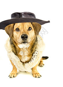 墨西哥狗 腊肠犬 玩具 微型 有趣的 男性 犬类 幽默 帽图片