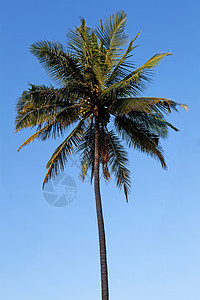 棕榈树对抗蓝天图片