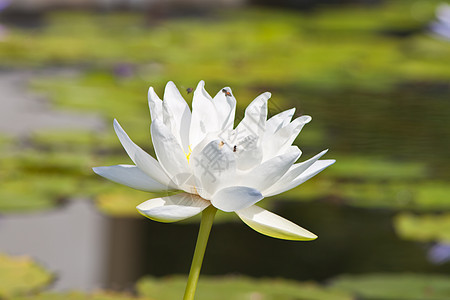 带水的美丽莲花 花园 盛开 百合 迷人的 紫色的 夏天图片