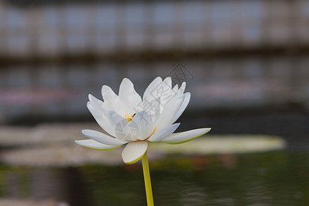 带水的美丽莲花 夏天 水池 盛开 花瓣 植物 反射 优雅图片