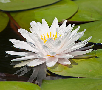 带水的美丽莲花 湖 自然 植物 反射 季节 春天图片