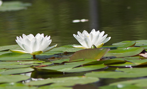 带水的美丽莲花 植物 自然 季节 优雅 水池图片