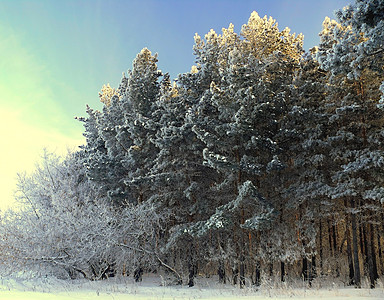 美丽的冬季风景 场景 寒冷的 阳光 霜 松树图片