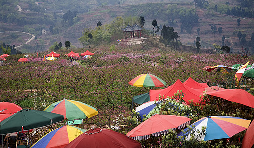 中国四川成都彩桃花节 中国图片