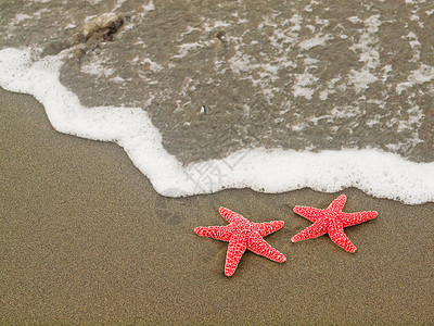 无标题 水 海星 海滩 星星 海洋 海岸线 海岸 湿的图片