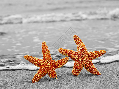 两只橙色海星 对抗黑白海岸图片