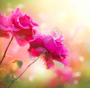 玫瑰 情人节 花朵 纹理 罗莎 春天 假期 自然 美丽背景图片