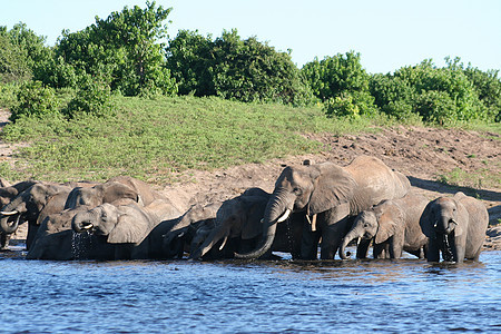大象 动物 团体 坦桑尼亚 植被 家庭 稀树草原 荒野 赞比亚哺乳动物冒险 非洲图片
