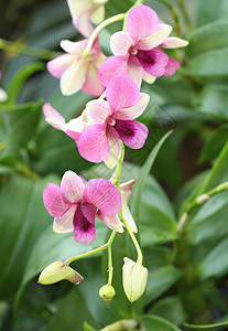 美丽的紫色兰花 植物学 蝴蝶 花的 春天图片