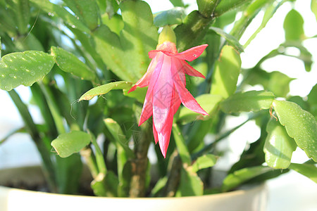 施拉姆伯格花粉红花 生物 盛开 植物学 绿色植物 室内植物 叶子图片