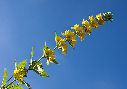 飘飘的花朵对着天空 黄色的 窗帘 边界 霜 寒冷的背景图片