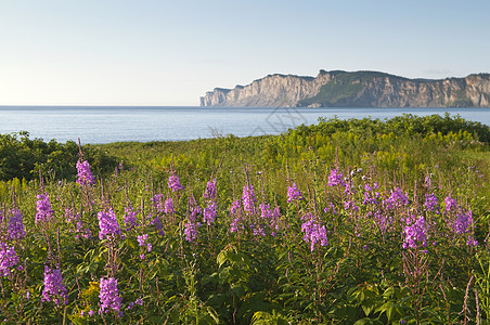 Gaspe 中的野花图片