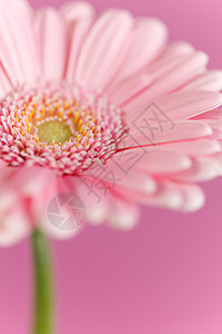 精美的雪贝拉 非洲菊 花瓣 绽放 粉色的 漂亮的 雏菊 甘菊图片