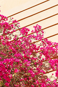 墙上的花朵 门廊 夏天 粉色的 旅行 酒店 镇 阳台图片