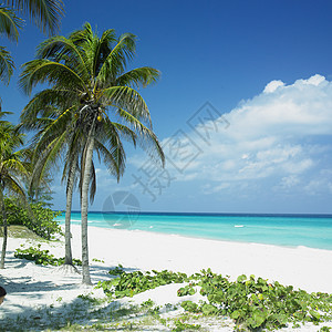 古巴马坦萨斯省Varadero 风景 冷清 海滩图片