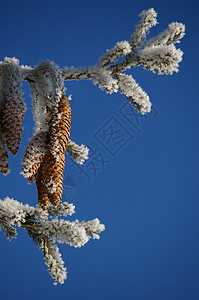 fir fir 圆锥 圣诞节 美丽的 雪花 霜 雪图片