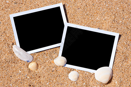 带沙底照片的海壳图片